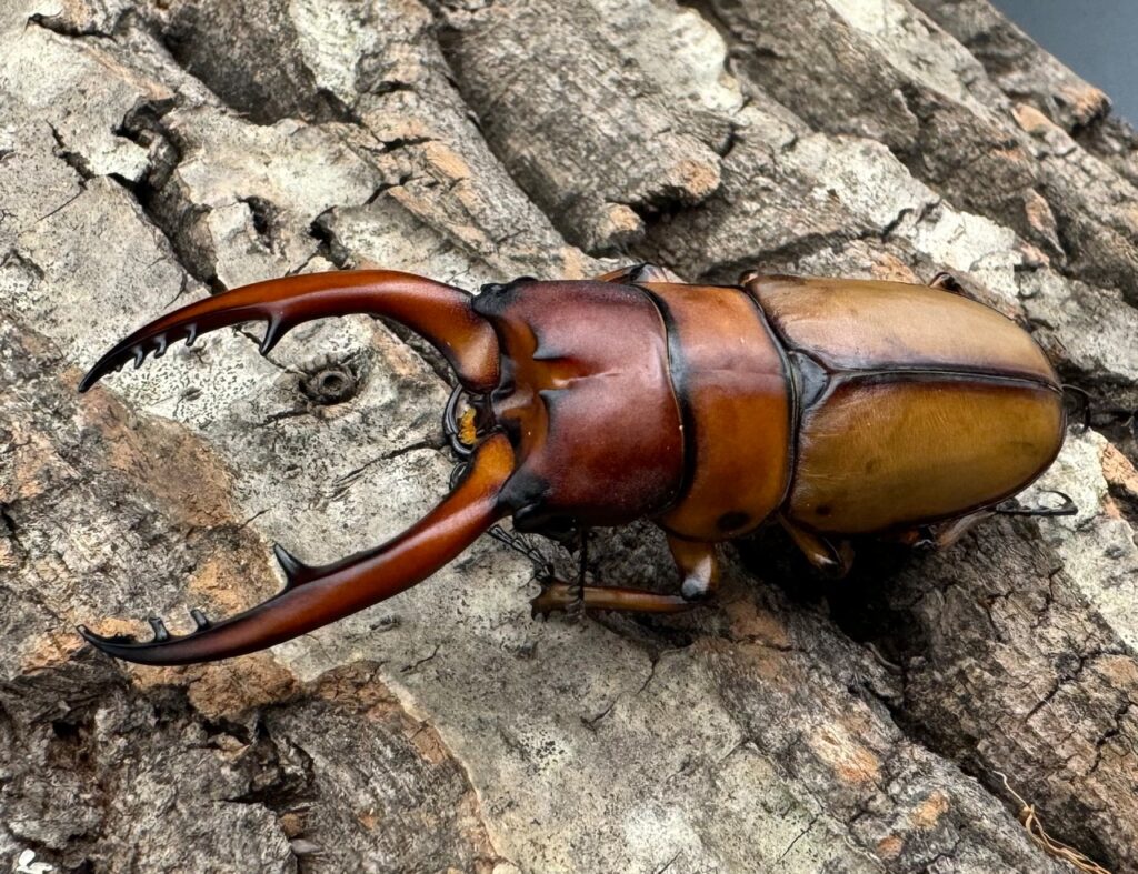 アスタコイデスノコギリクワガタ亜種ブランカルディ