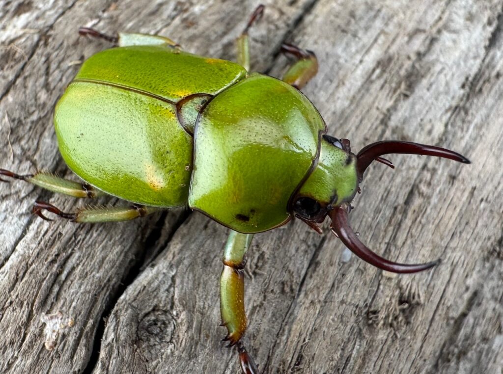 ドヘルティクワガタコガネ