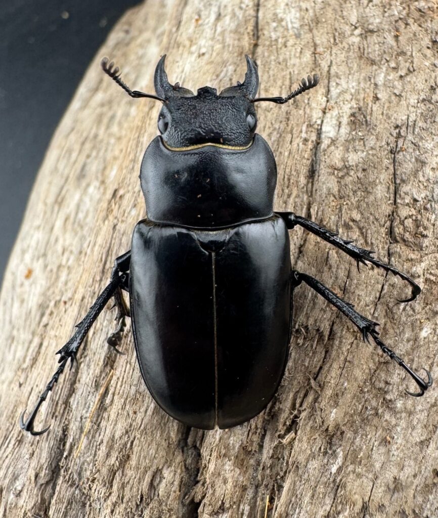 ダビディスミヤマクワガタ（ダヴィディスミヤマクワガタ）