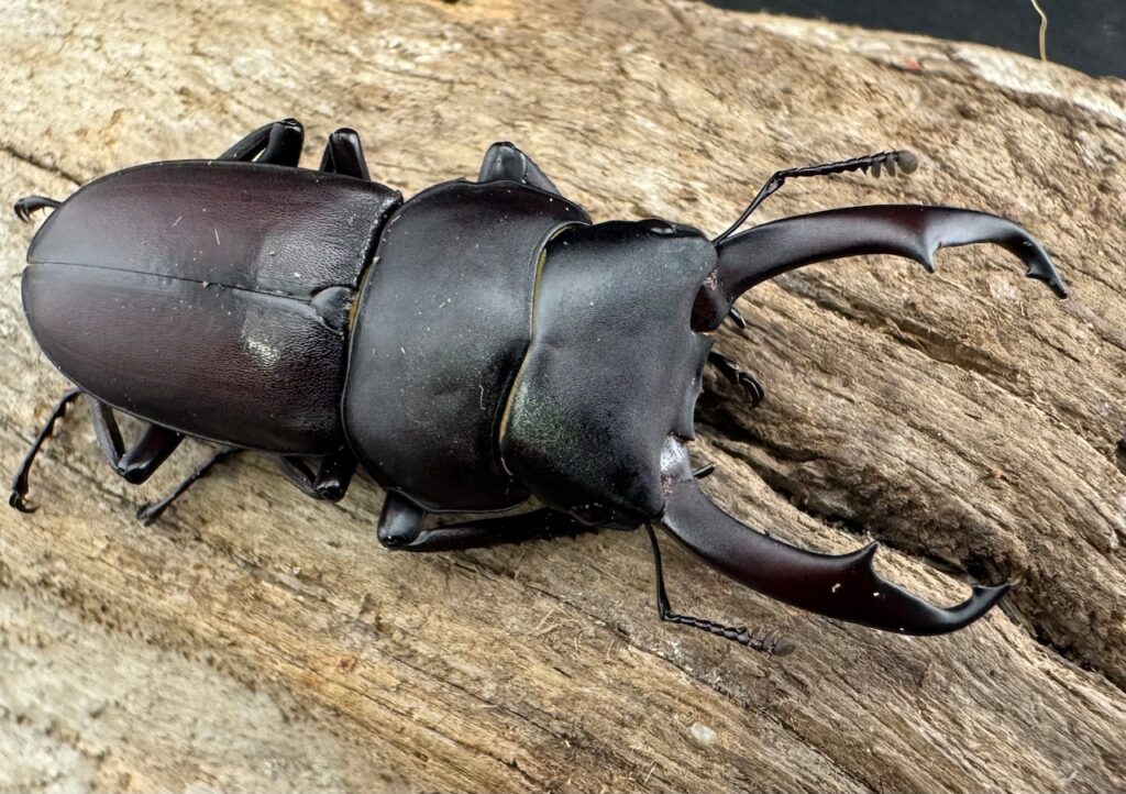 ヤクシマコクワガタ