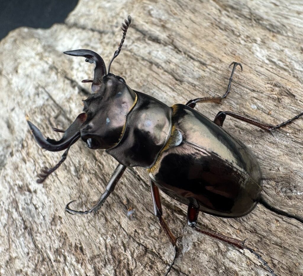 レスネミヤマクワガタ