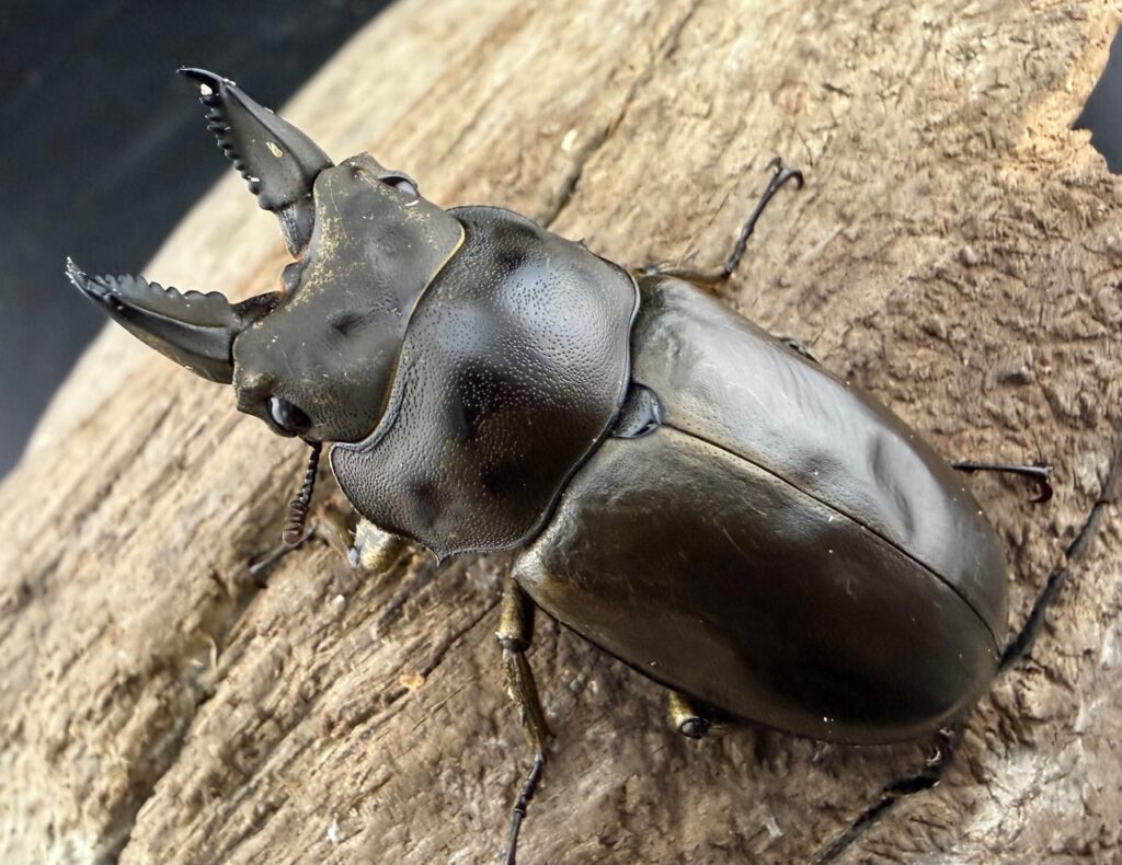 フルストルファーオウゴンオニクワガタ