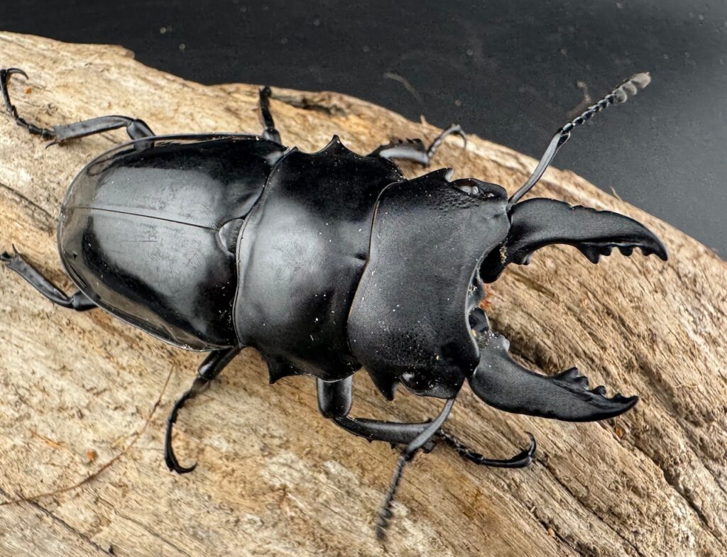 シヴァツヤクワガタ