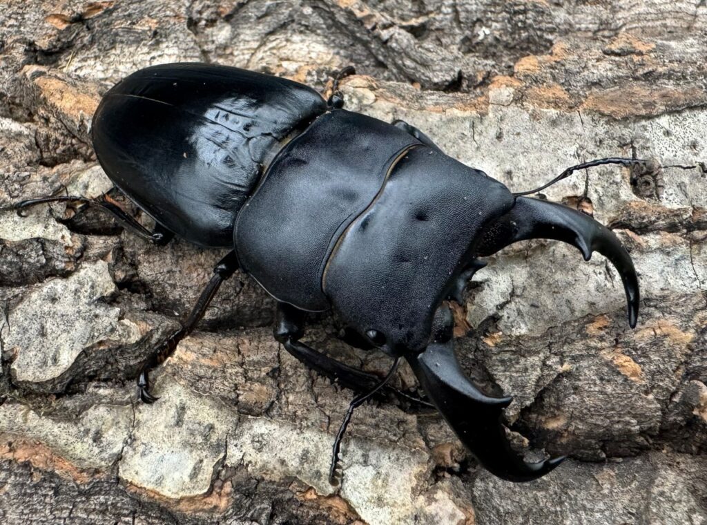 サキシマヒラタクワガタ