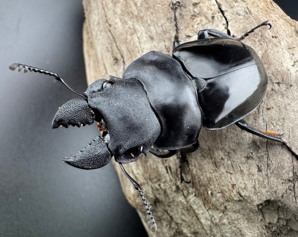 ラティペニスツヤクワガタ