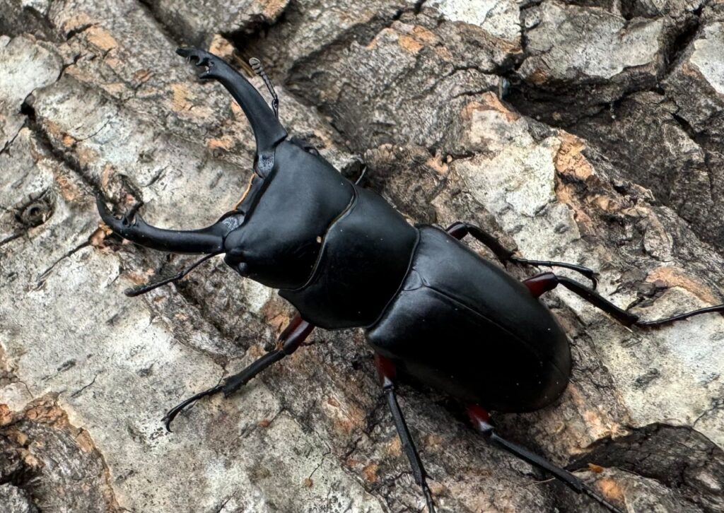 アカアシクワガタ