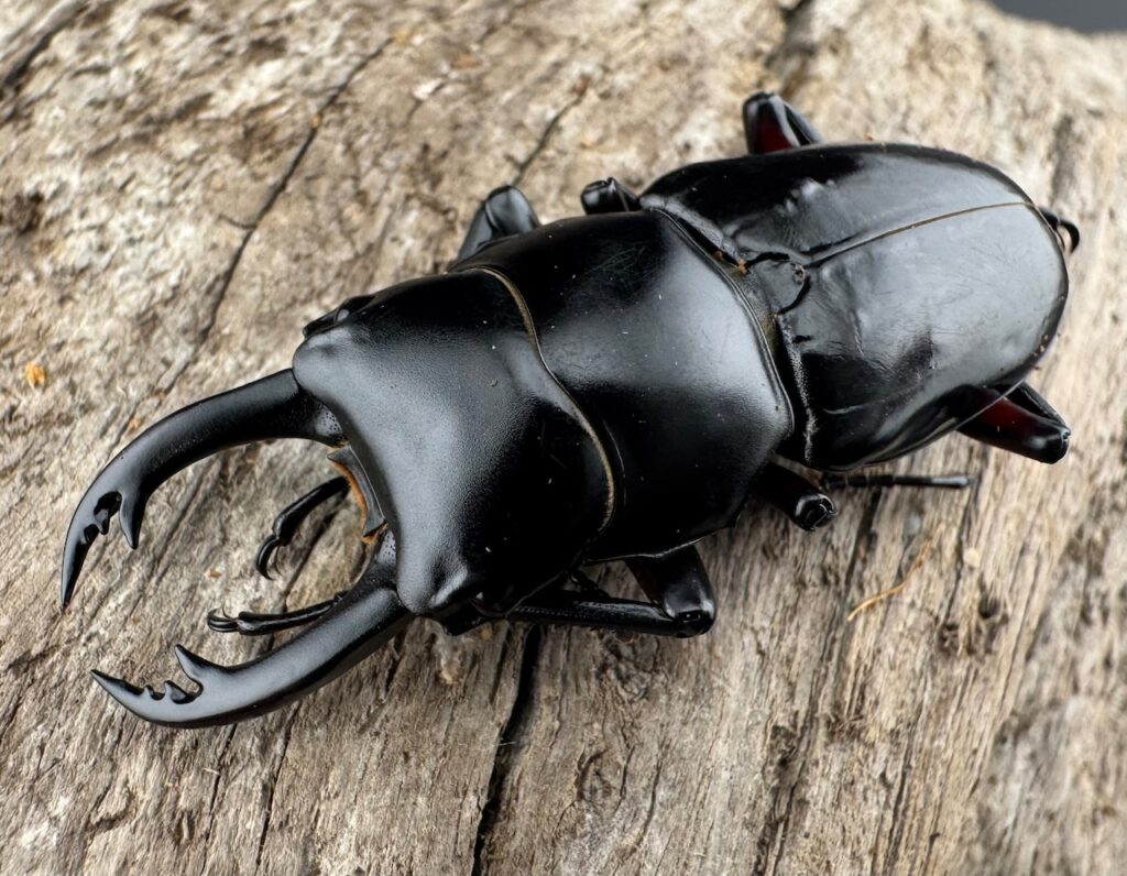 アカアシクワガタ亜種miyamai