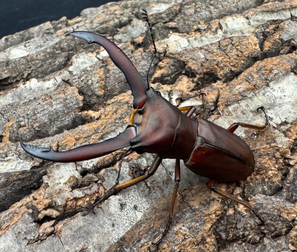 ギラファホソアカクワガタ