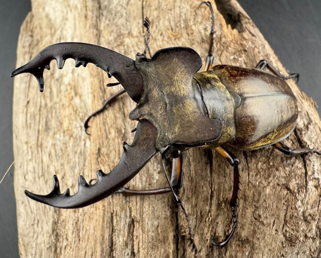 ミヤマクワガタ