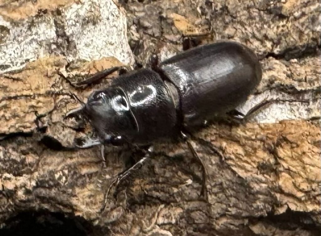 パッサロイデスノコギリクワガタ