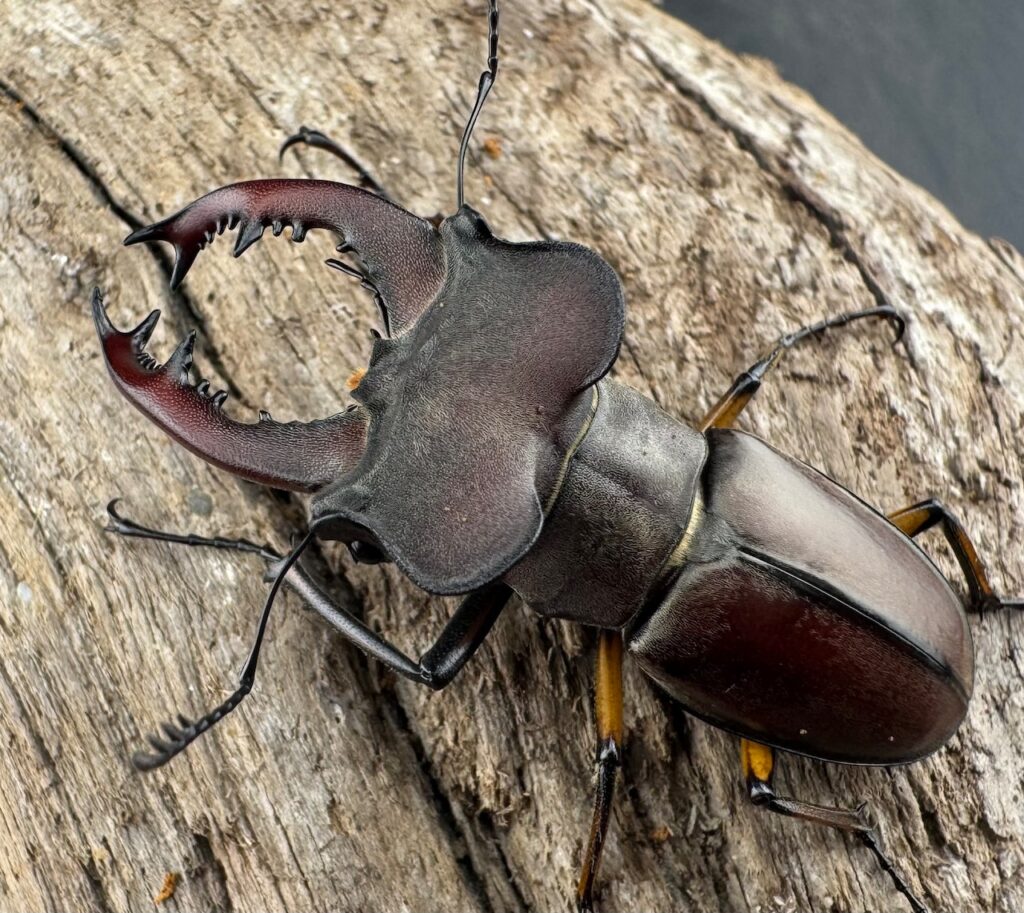 ウーイーミヤマクワガタ