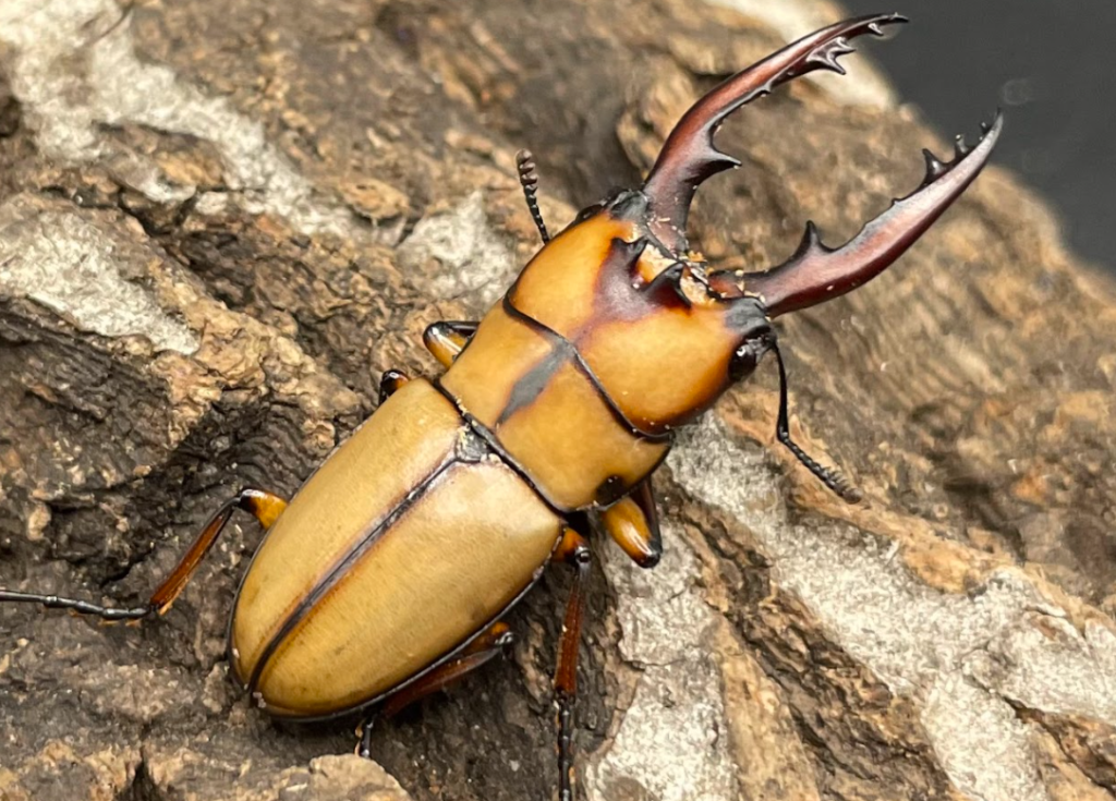 カネギエーテルノコギリクワガタ