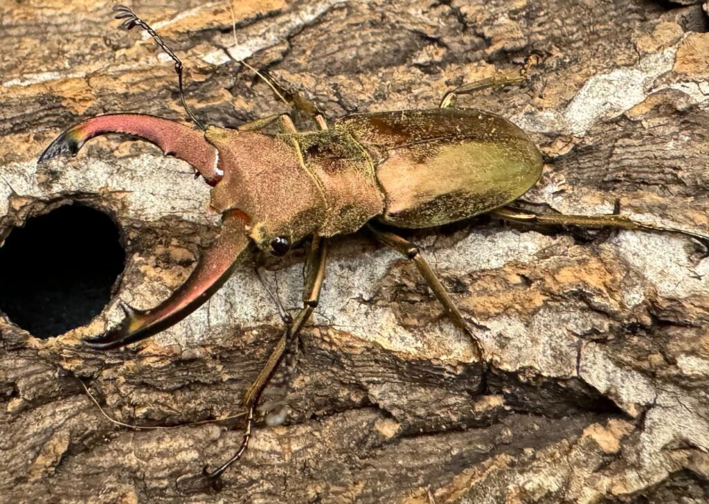 クプレオニテンスホソアカクワガタ