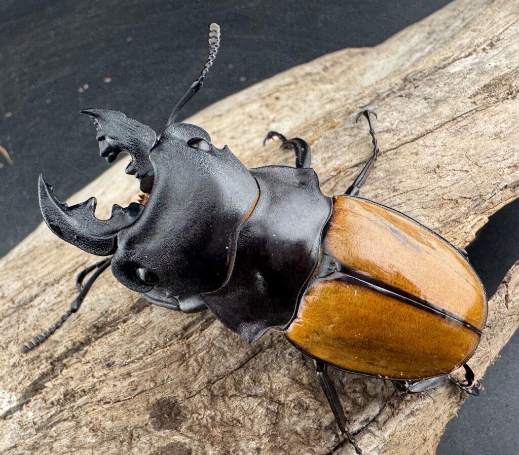 ガゼラツヤクワガタ原名亜種