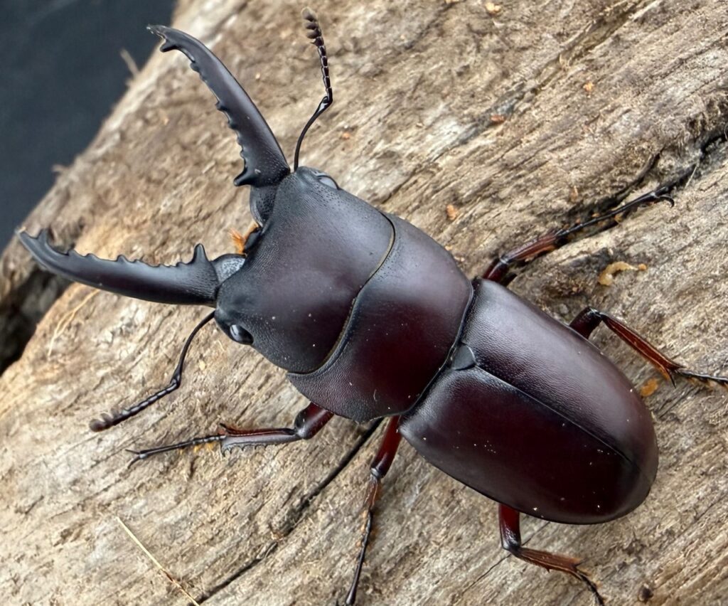 デンティクラトゥスノコギリヒラタクワガタ