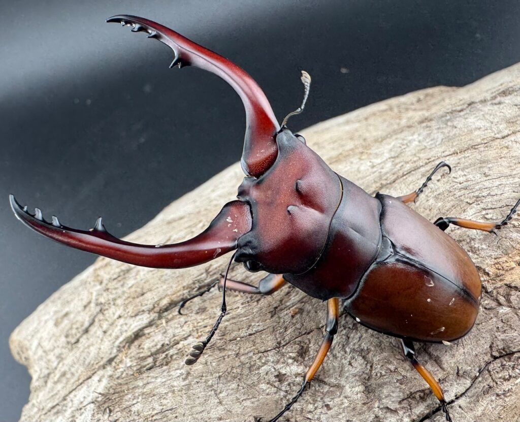 アスタコイデスノコギリ亜種pallidipennis