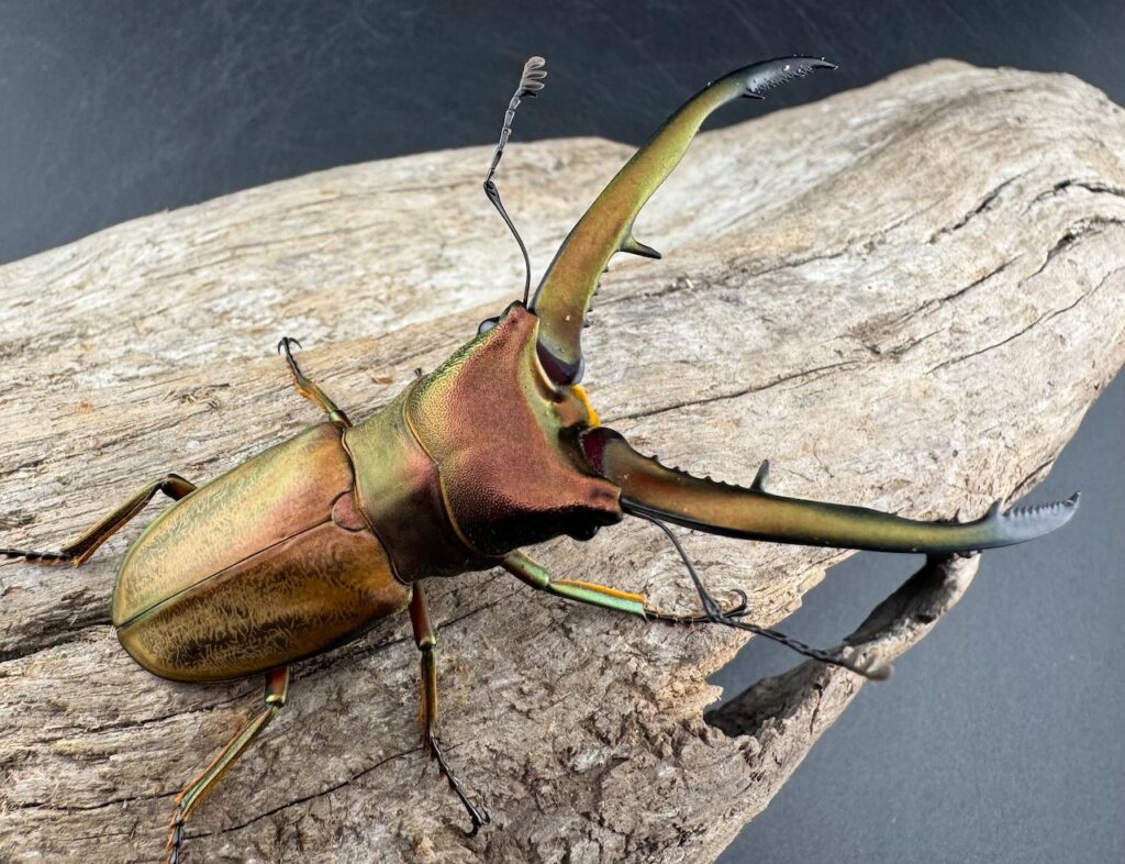 チュウホソアカクワガタ