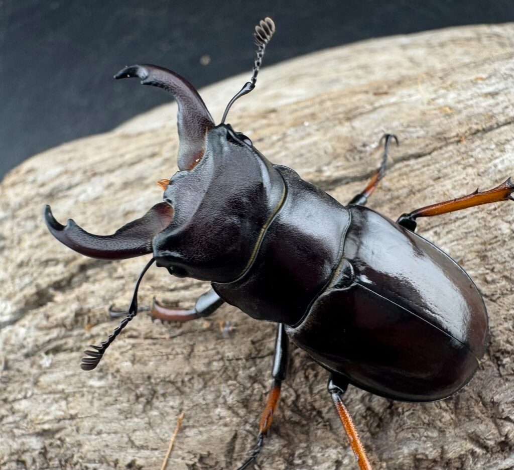 イミタトールミヤマクワガタ