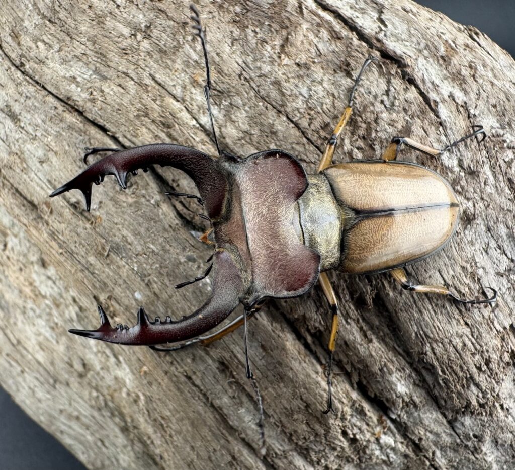 デラバイミヤマクワガタ