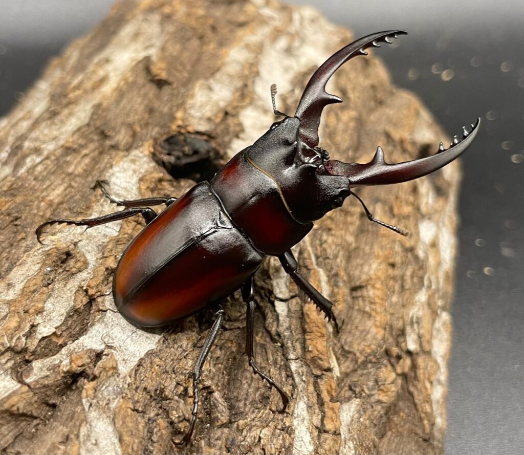 レニノコギリクワガタ