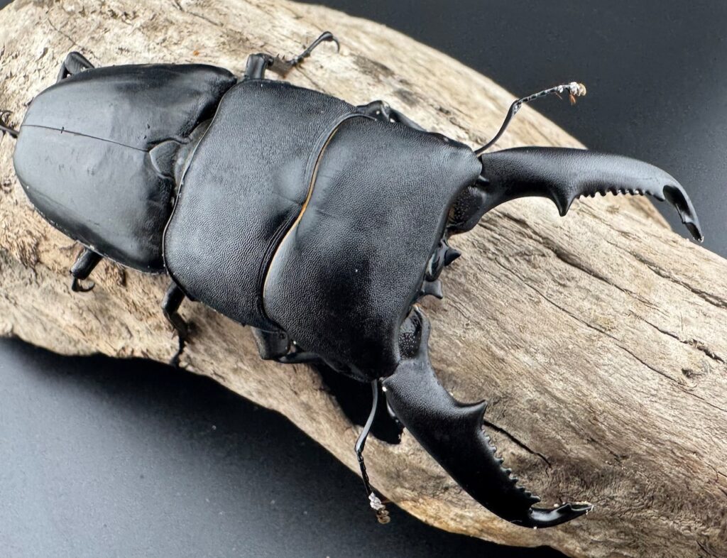 ミンダナオヒラタクワガタ