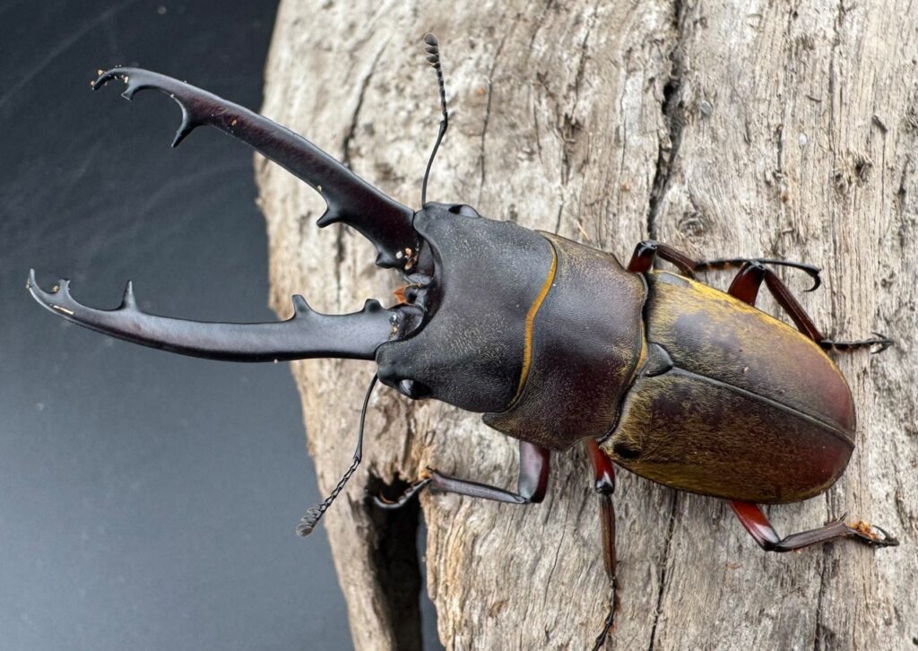 ドエスブルグノコギリクワガタ亜種mkkiensis