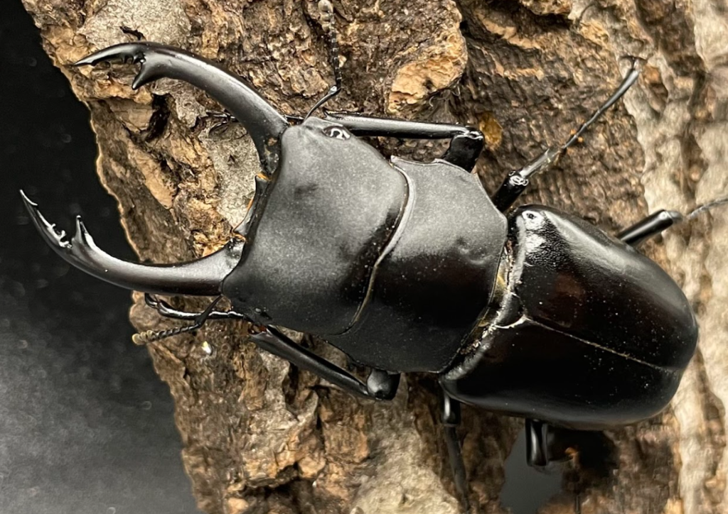 ヤマダクワガタ