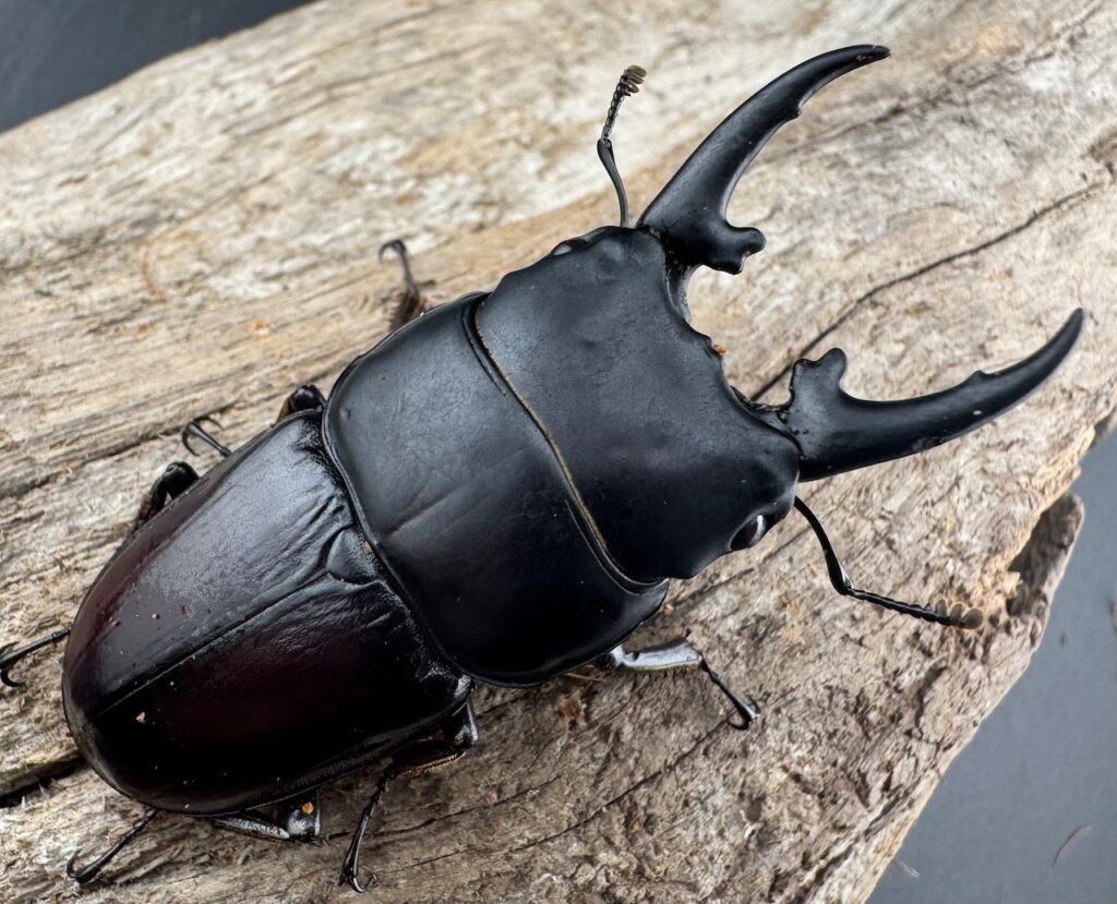 ヒペリオンヒラタクワガタ原名亜種