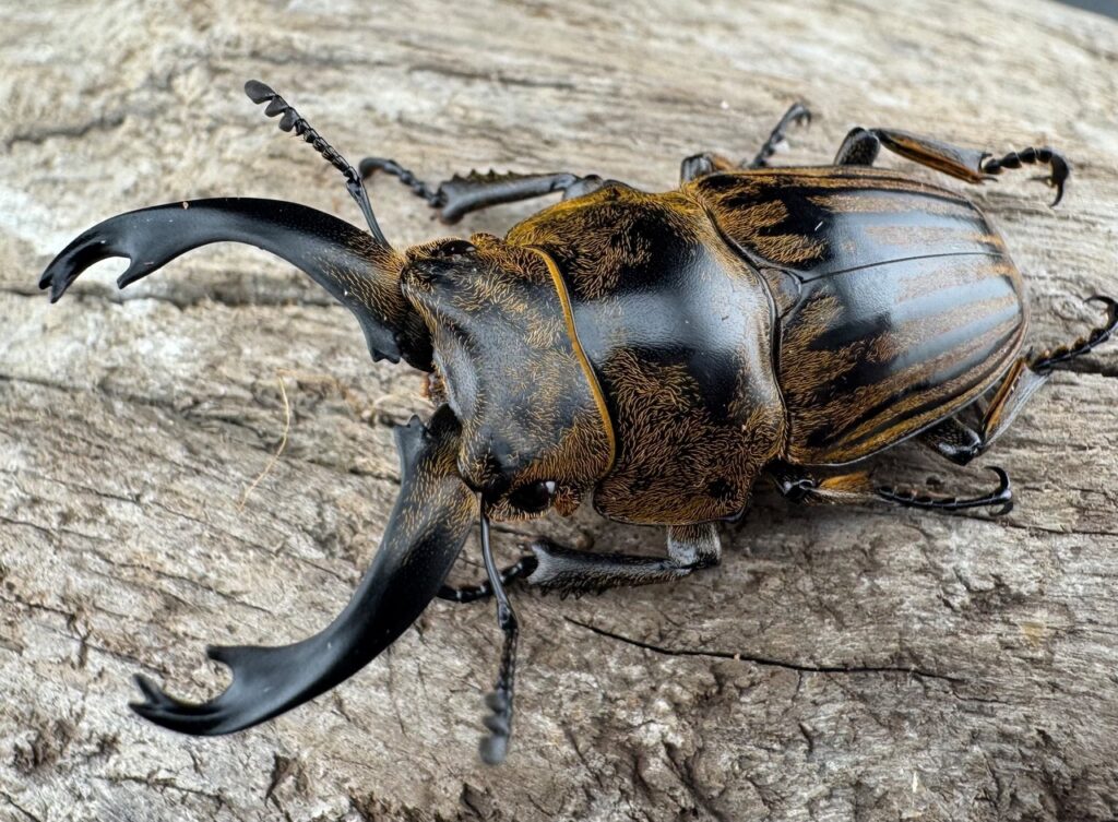 ストリアータツヤクワガタ