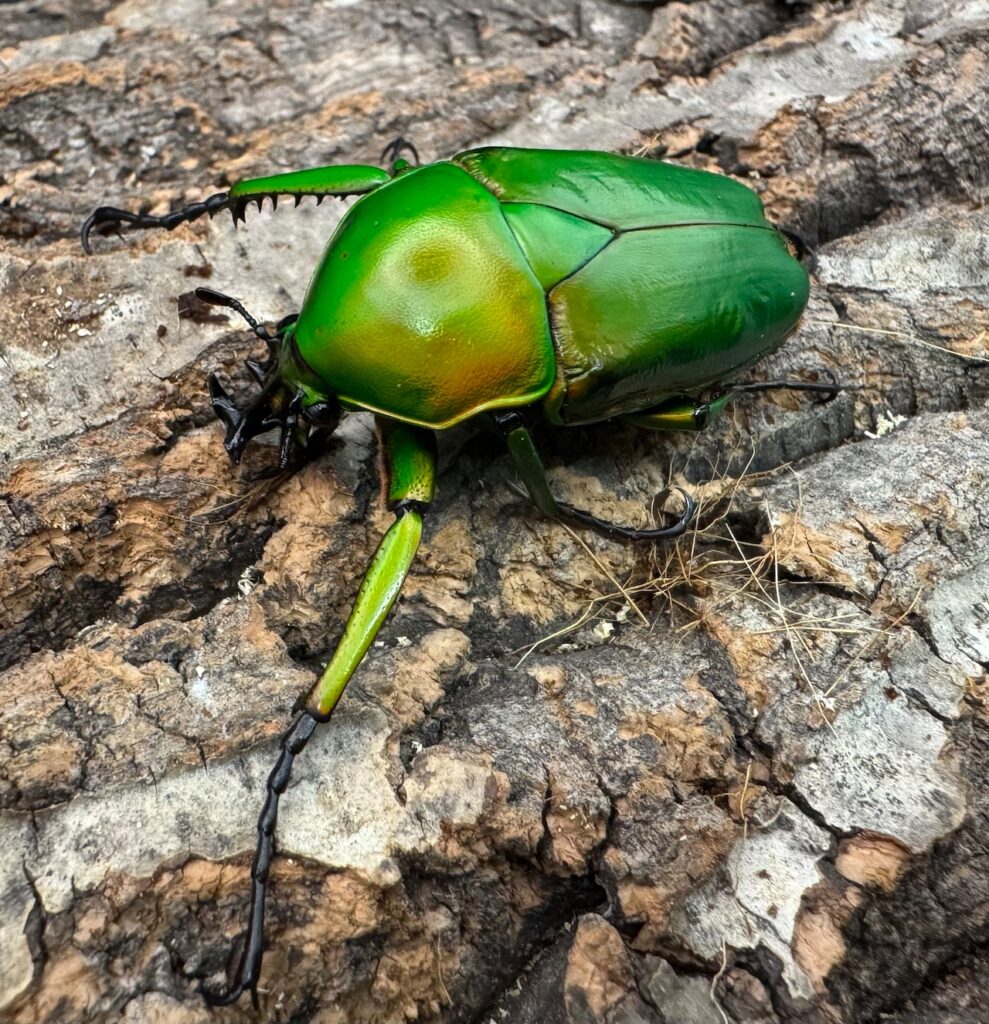 ミカンスオオツノカナブン