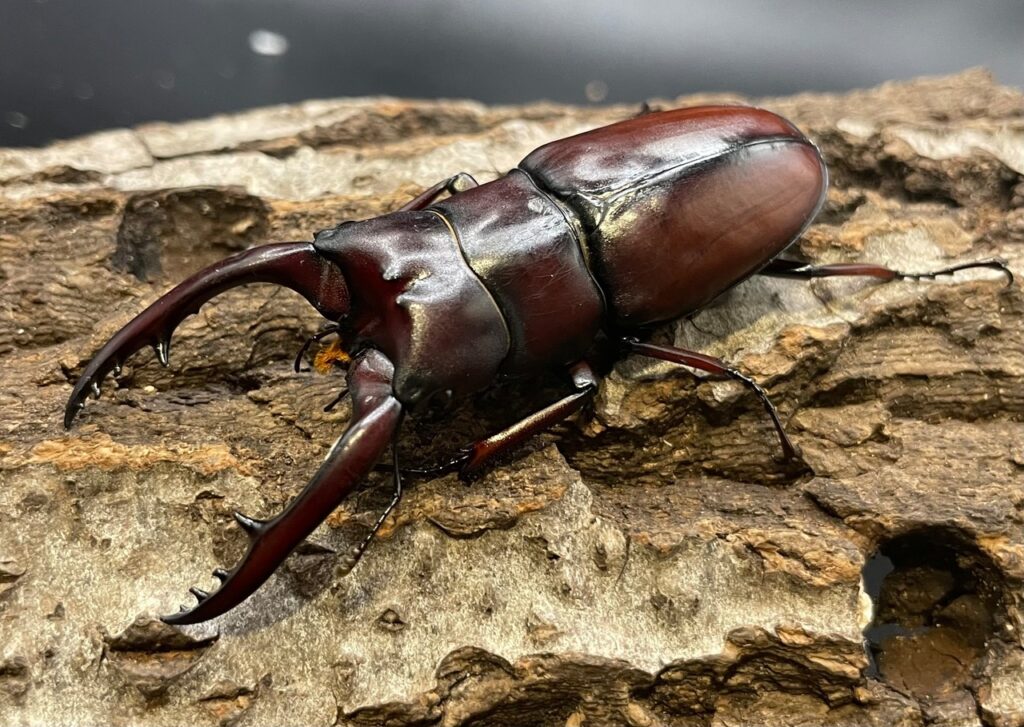 アスタコイデスノコギリクワガタ亜種ドゥベルナルディ