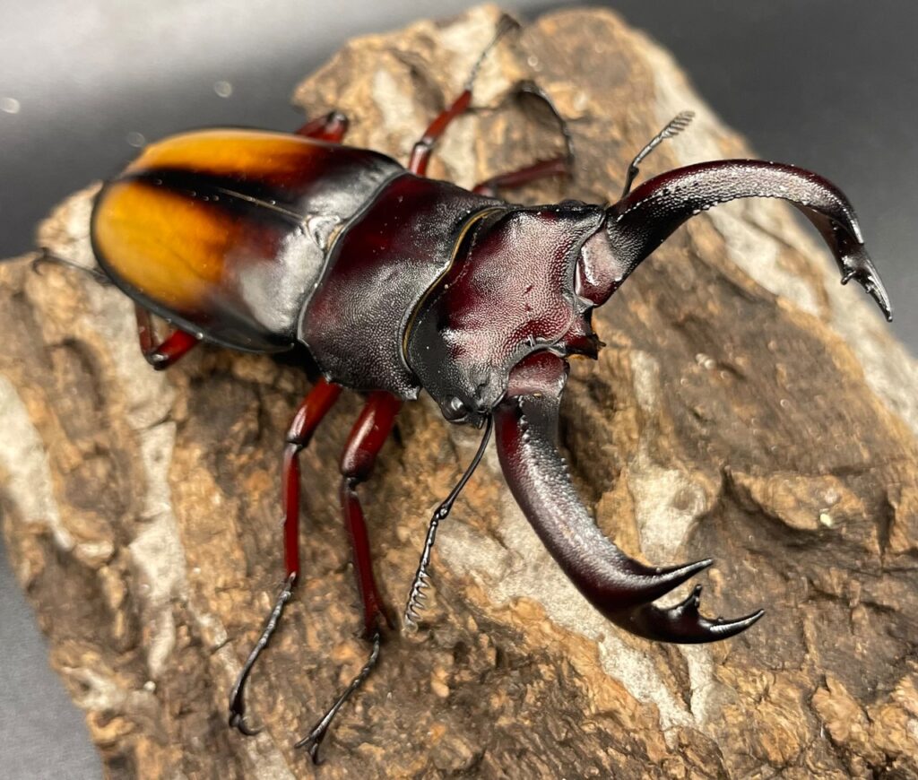 パリーフタマタクワガタ亜種エロンガトゥス