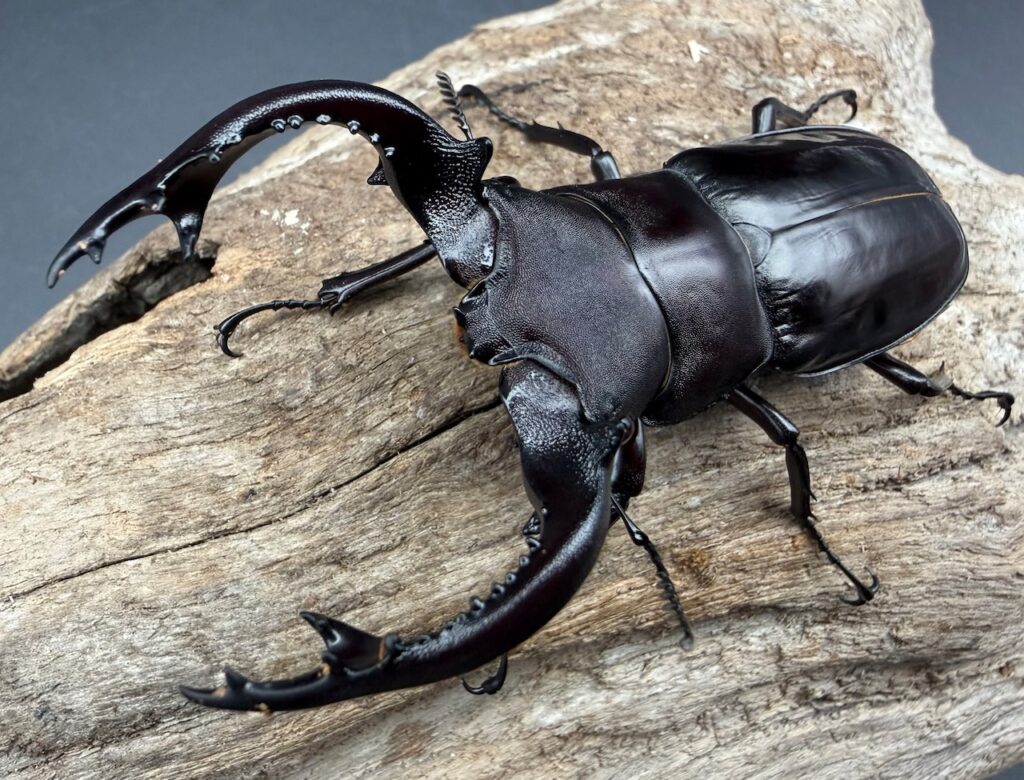 フォルスターフタマタクワガタ亜種キヨタミ