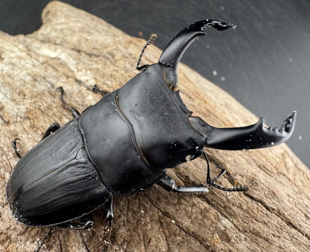 スジブトヒラタクワガタ