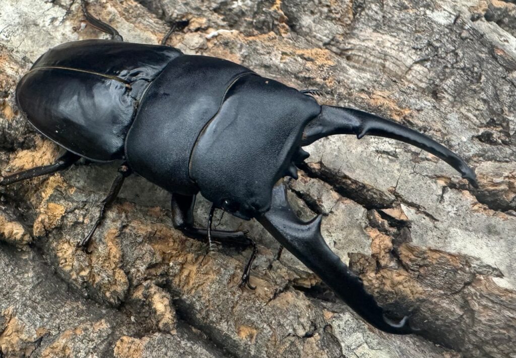 ツシマヒラタクワガタ