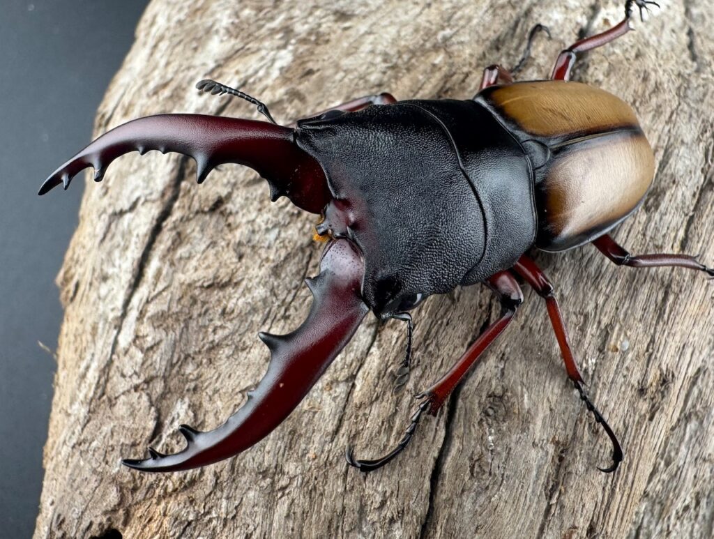 ウムハンギノコギリクワガタ