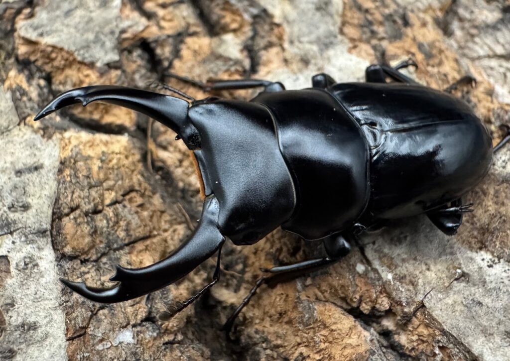 シネンシスコクワガタ ssp. 怒江亜種