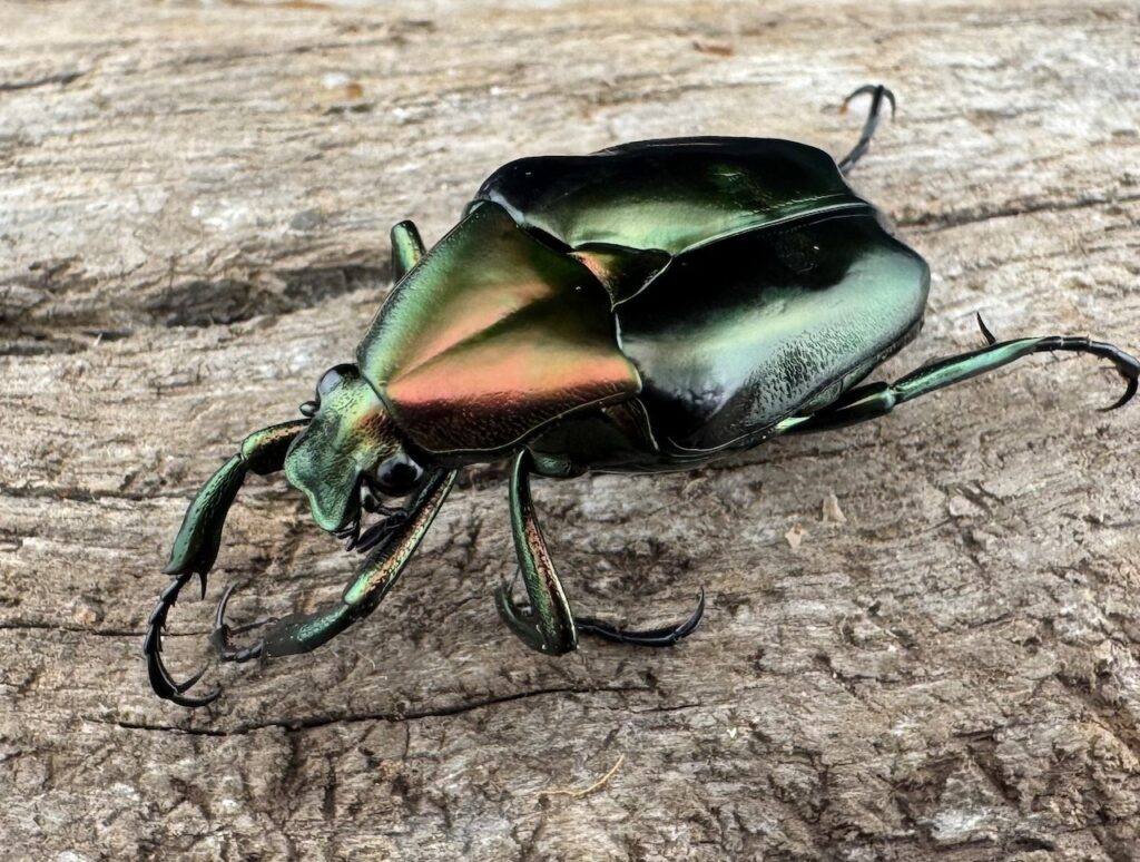 ロドリゲストゲアシハナムグリ