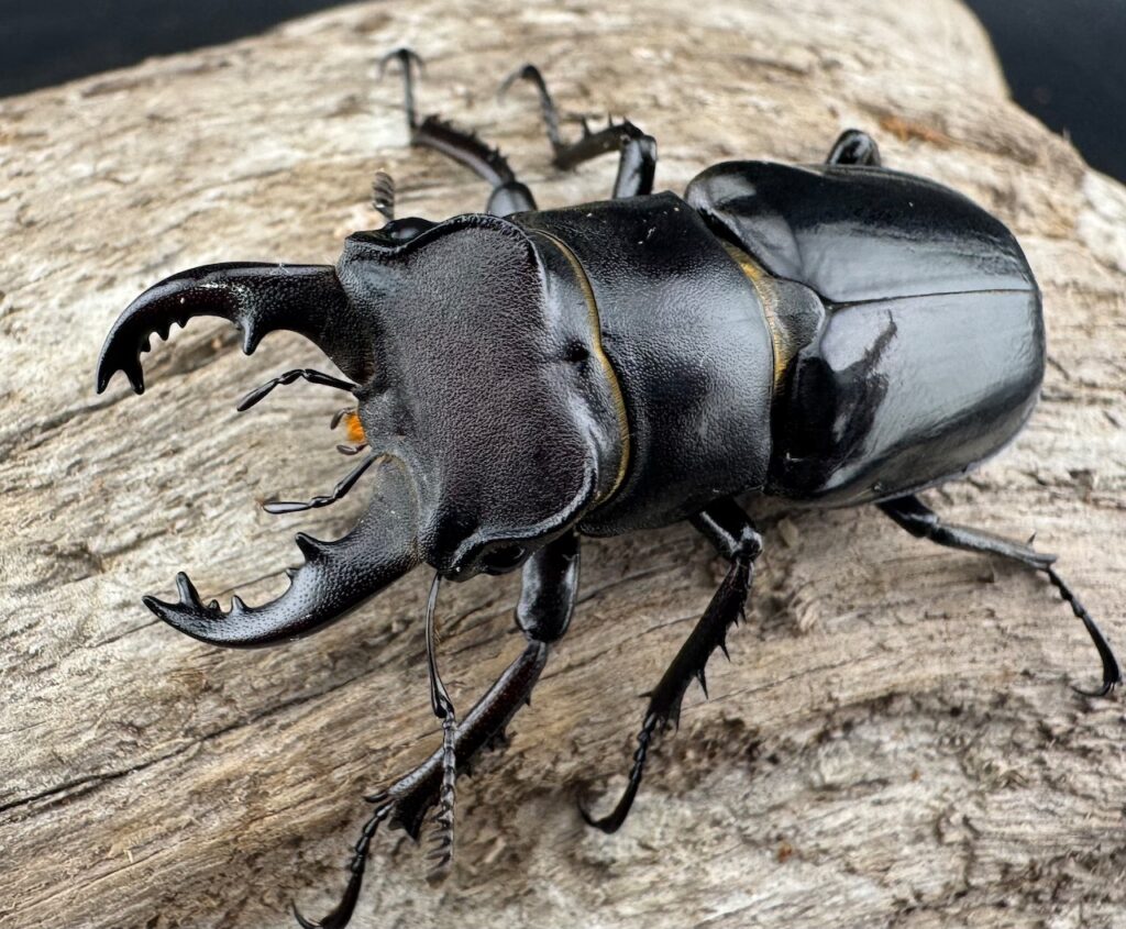 クロアシミヤマクワガタ原名亜種