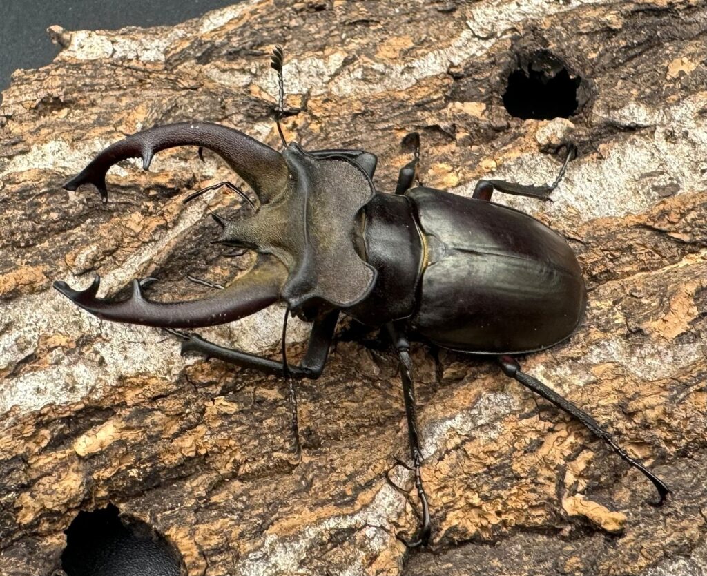 フライミヤマクワガタ