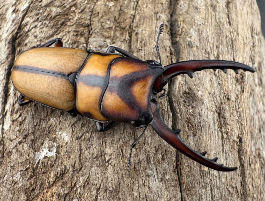 スツラリスノコギリクワガタ