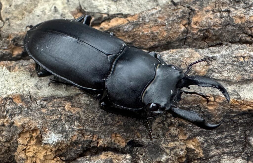 アマミシカクワガタ