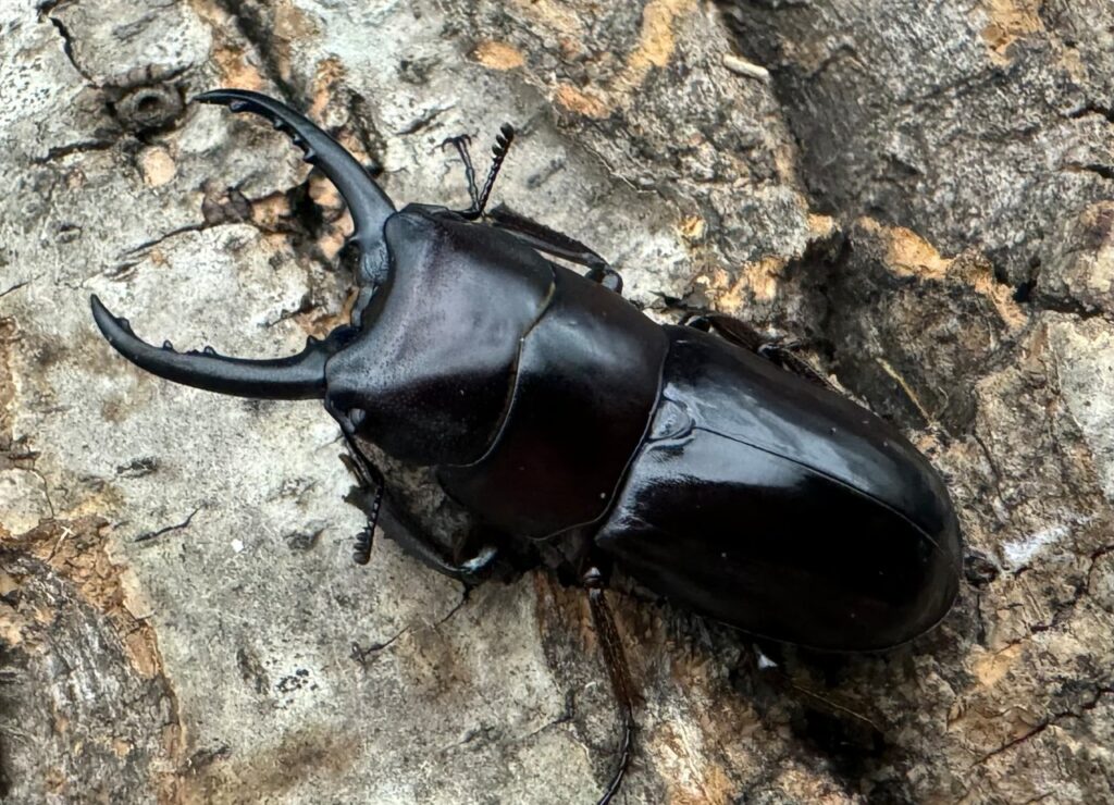 スンバワノコギリクワガタ（ヤススケノコギリクワガタ）