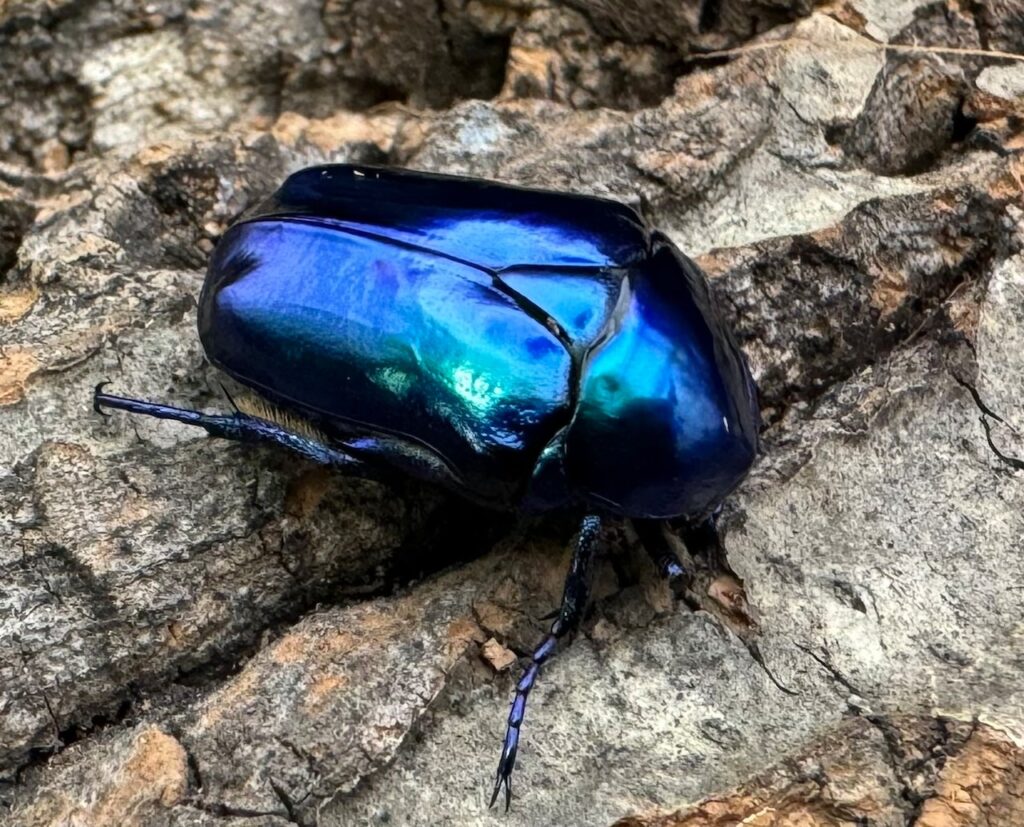 スペキオーサ・シアノクロラ