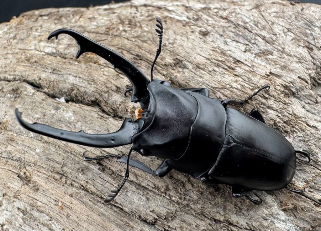 ポレクトゥスノコギリクワガタ