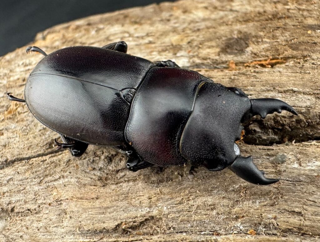 ラクノステルヌスヒラタクワガタ亜種lumawigorum