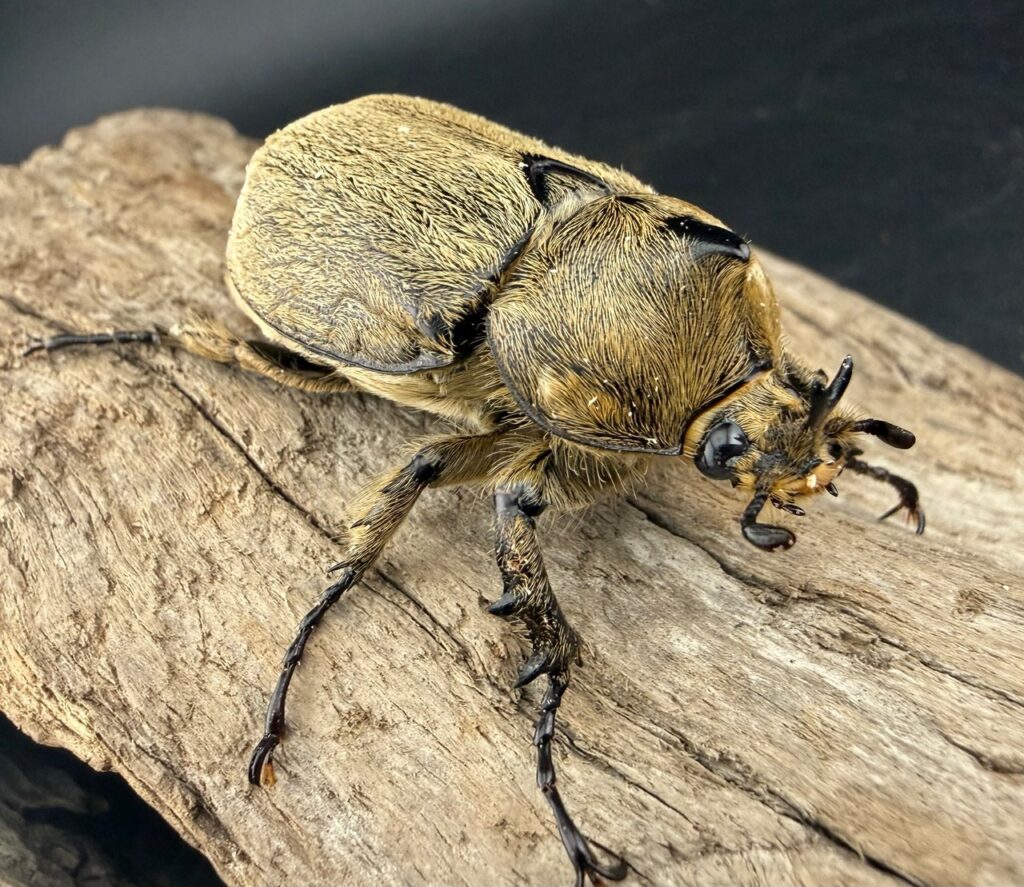 ペーニャヒメゾウカブト（ヨルゲンセンヒメゾウカブト亜種ペーニャ）