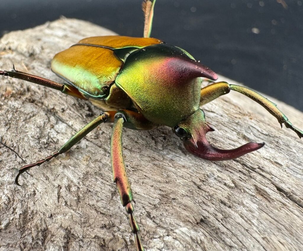 ロドリゲスヒメカブトハナムグリ