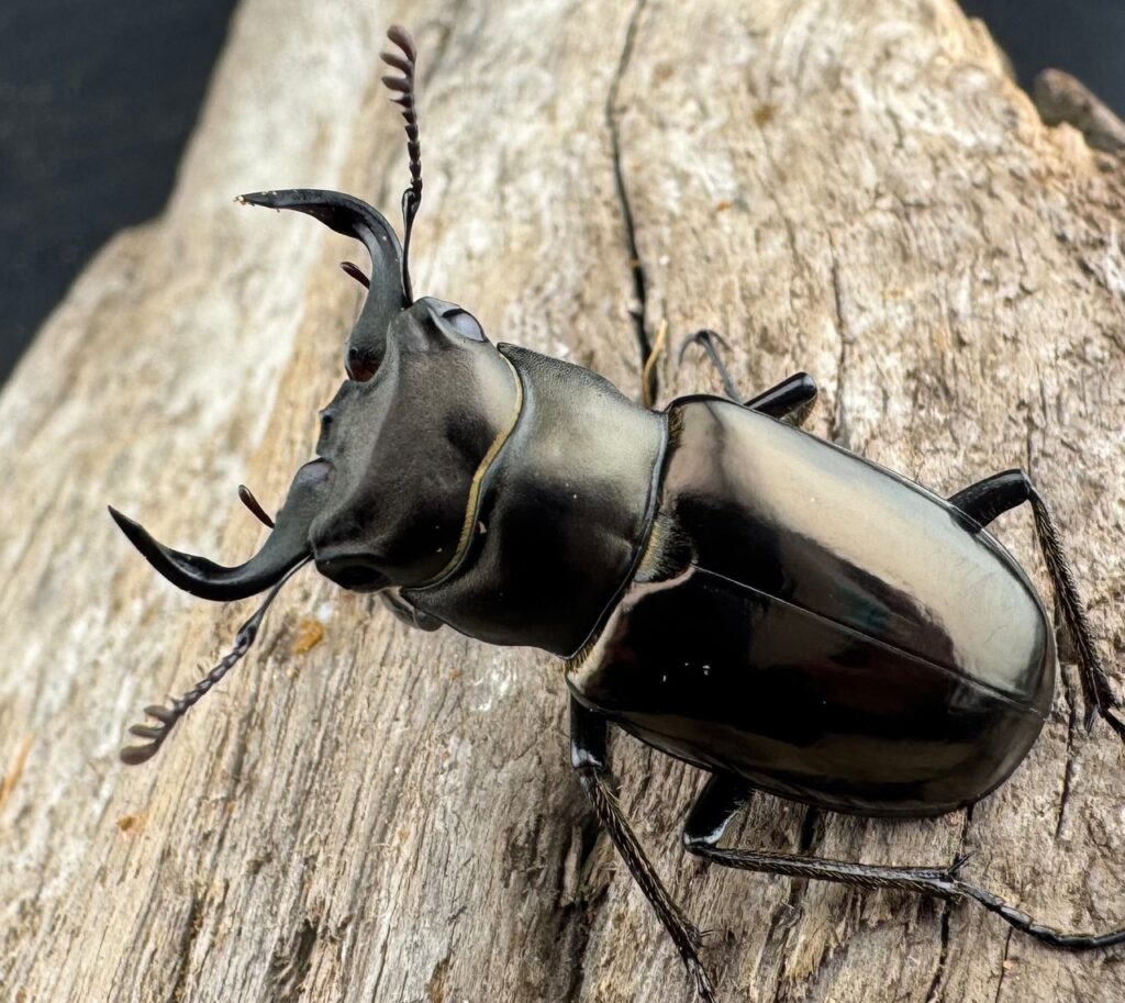 ミンイミヤマクワガタ