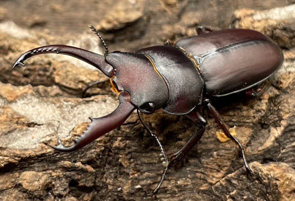 タナカコクワガタ（タナカスジクワガタ）